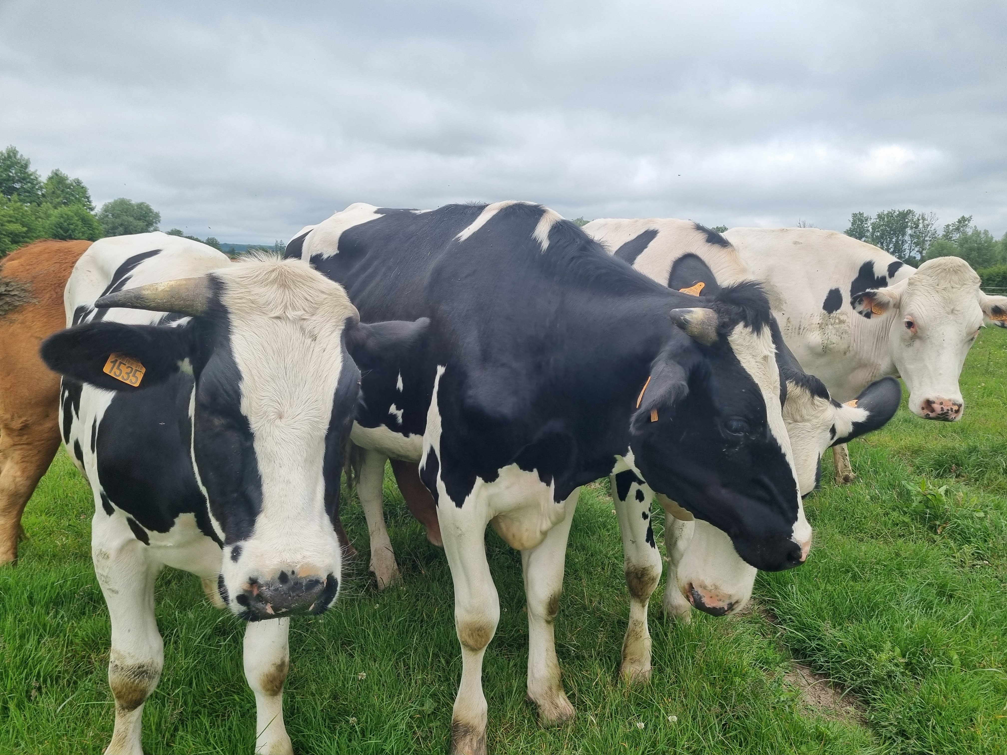 vaches