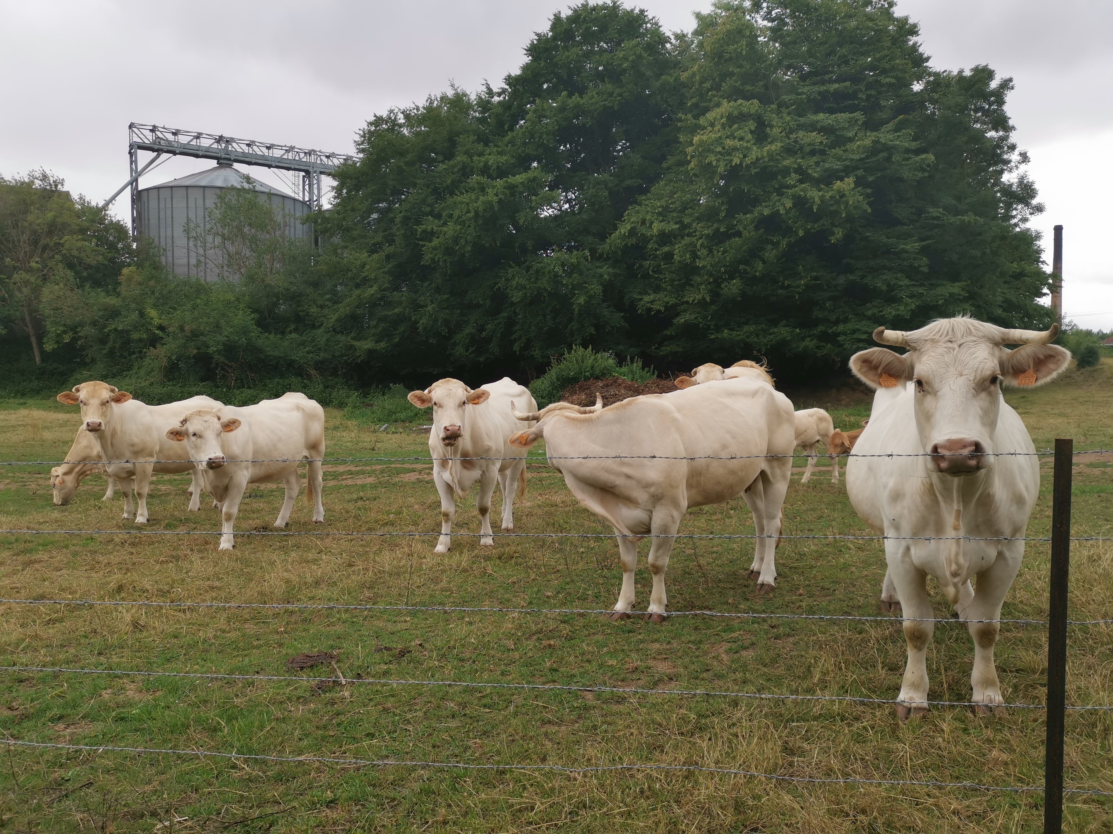 vaches