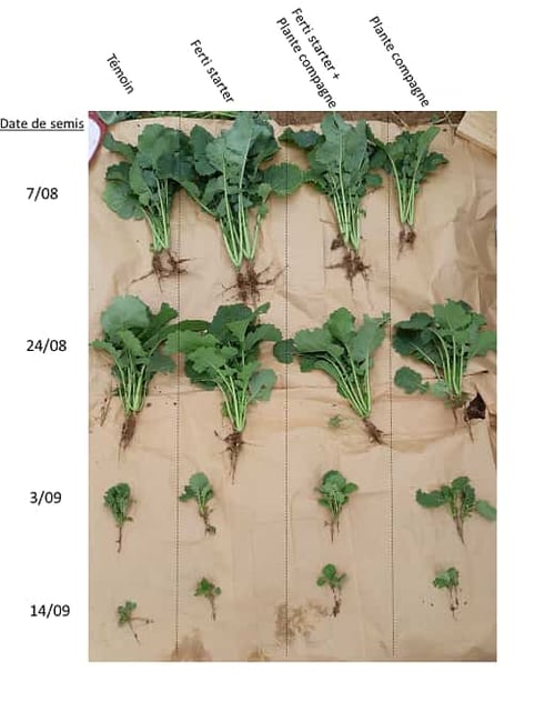 croissance du colza en fonction de la date de semis