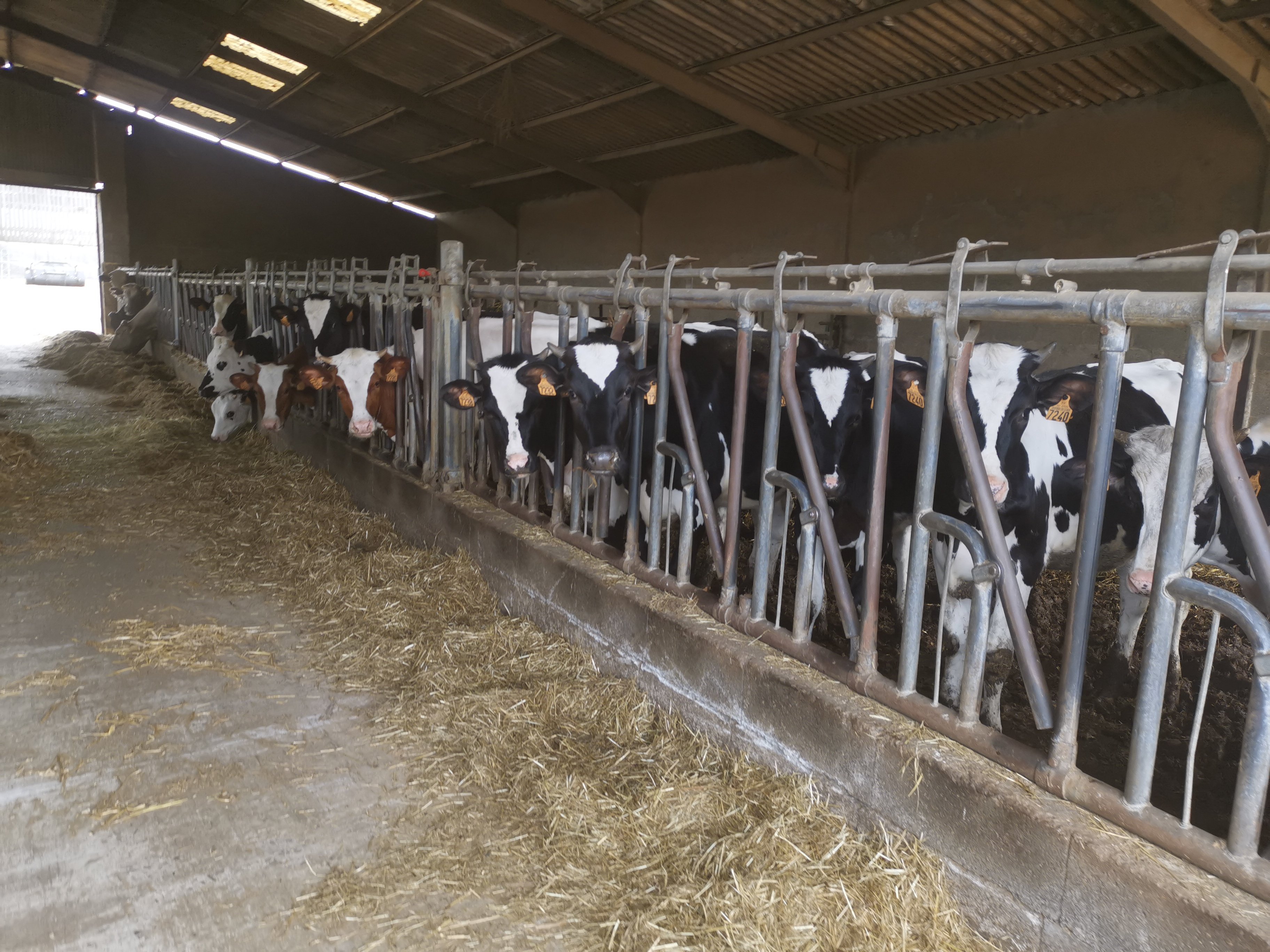 vaches