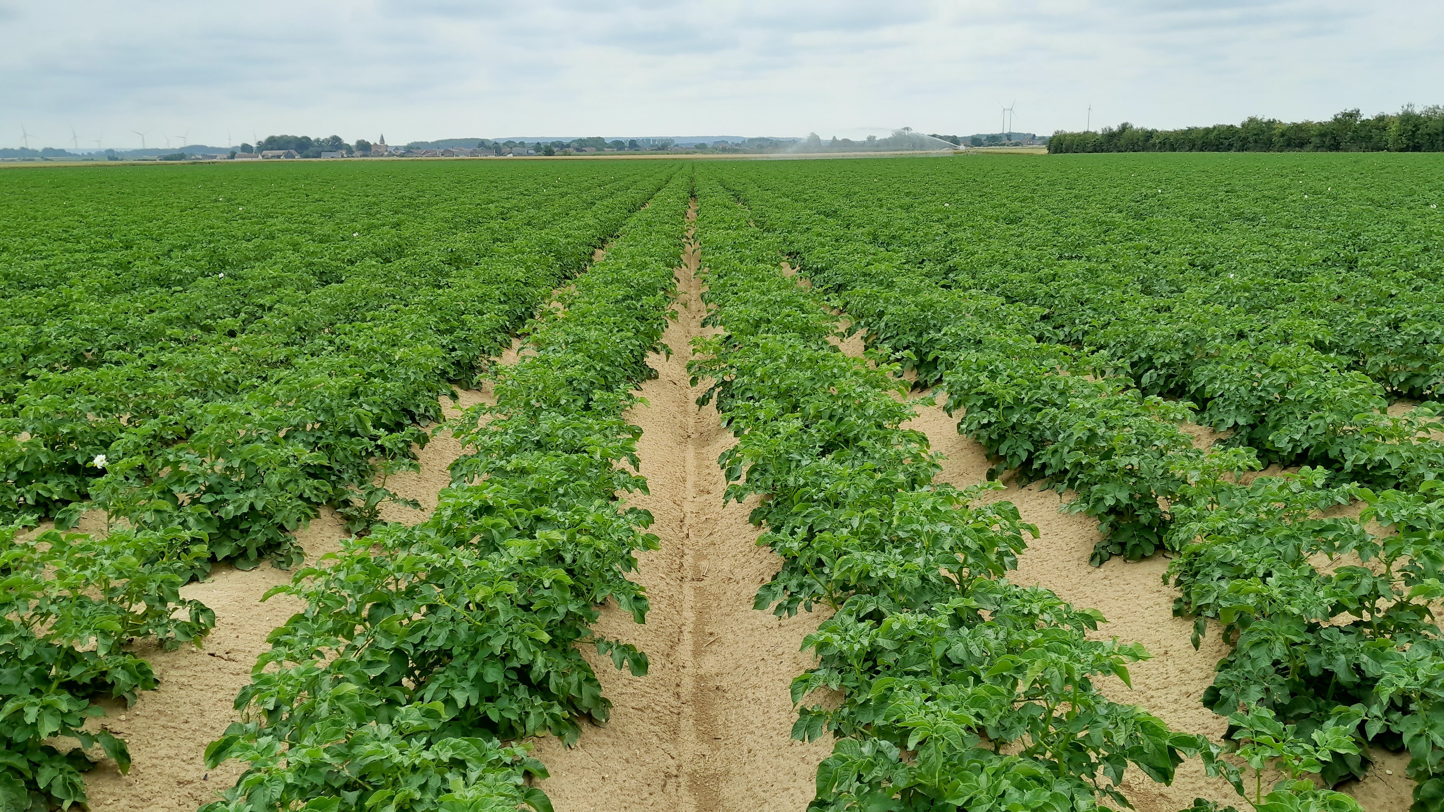 photo pommes de terre biostimulants