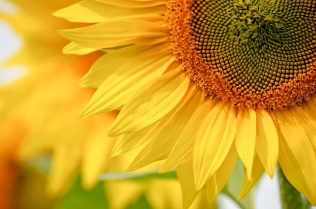 Itinéraire technique du tournesol bio