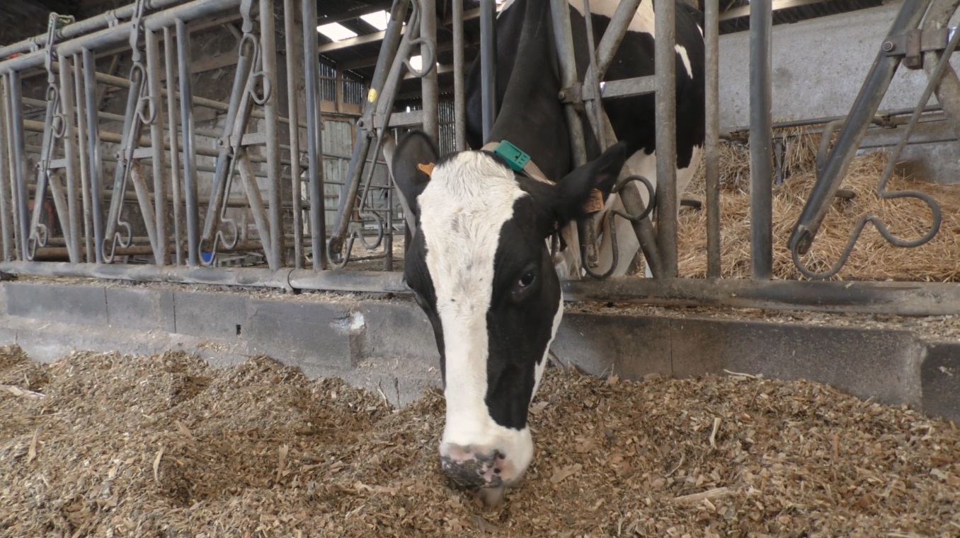 vaches tracy