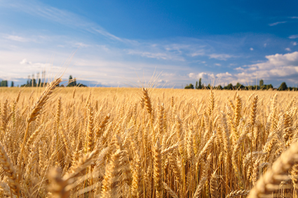  Culture du tournesol et du lupin en agriculture biologique