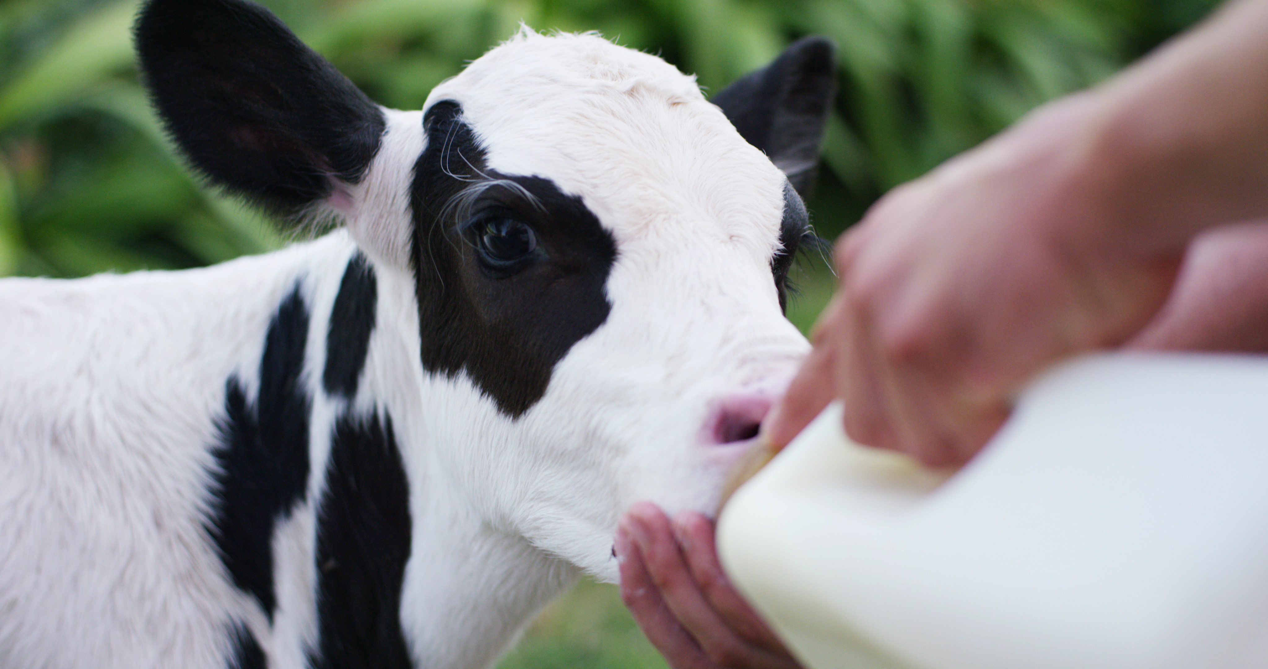 Vache colostrum