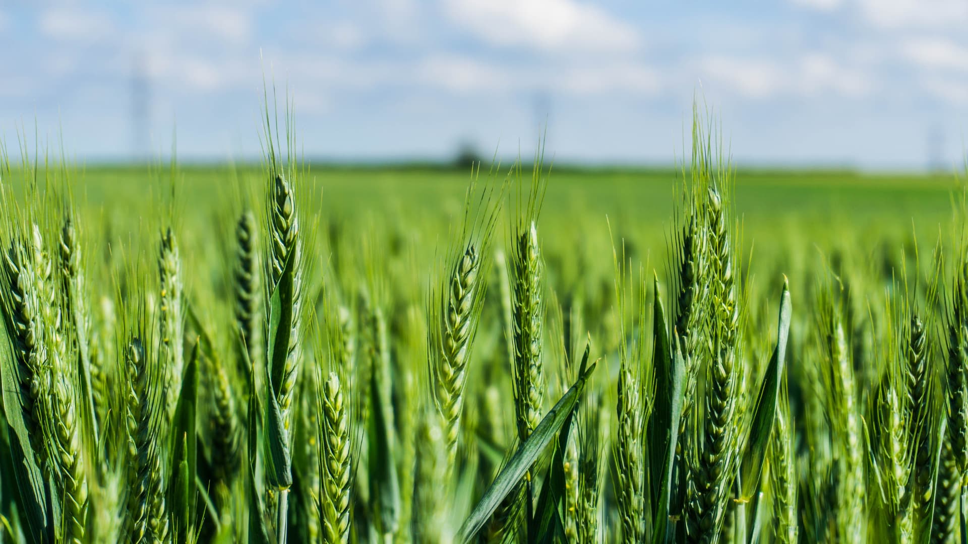 Les 6 étapes de la fertilisation azotée du blé