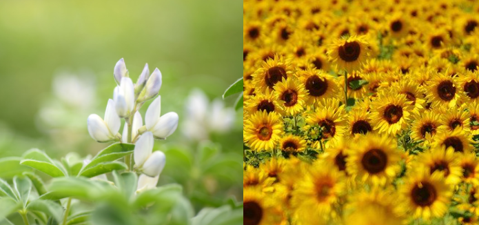 lupin tournesol